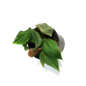Philodendron, 4in, Lynamii