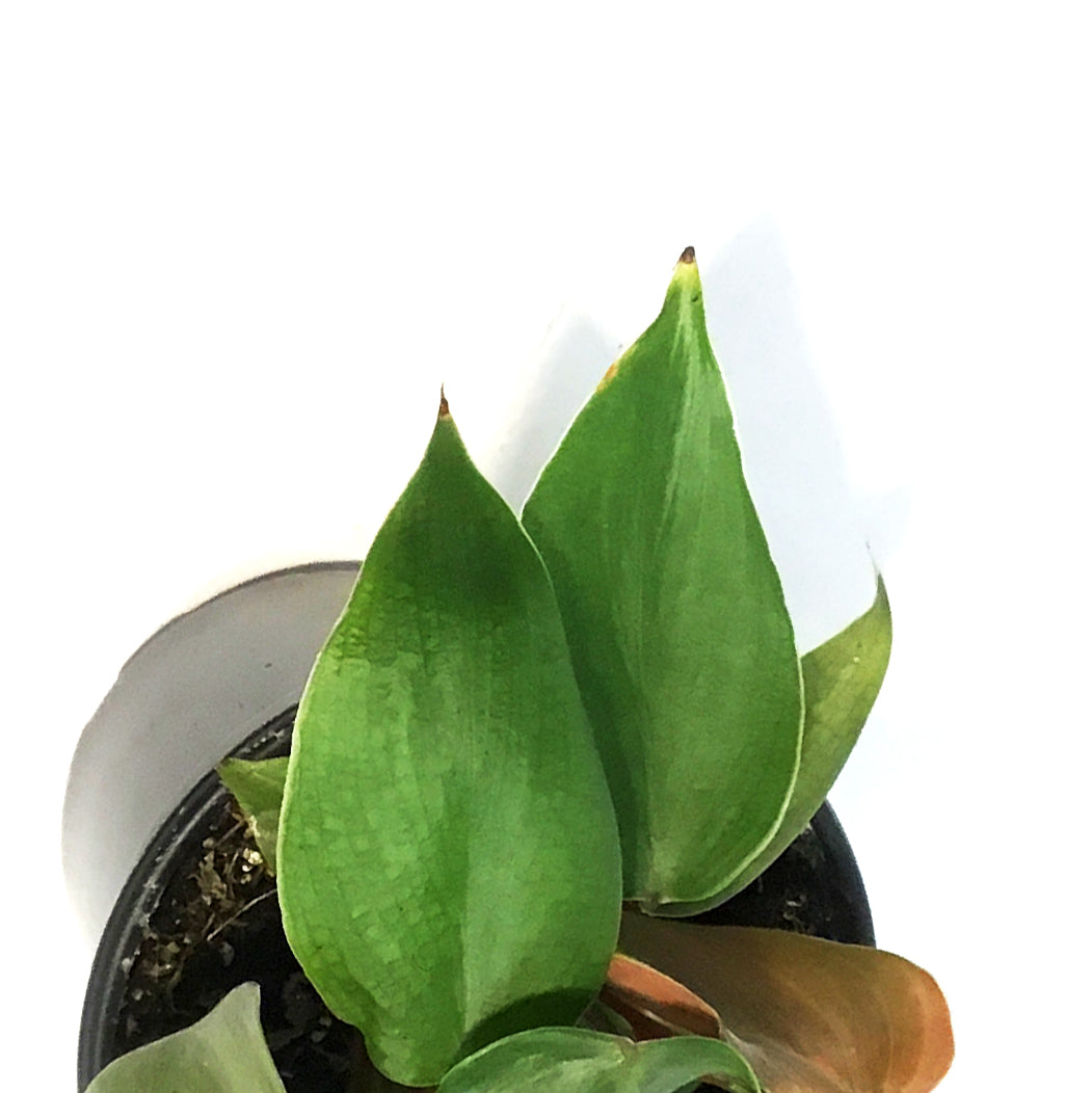 Philodendron, 4in, Lynamii – Floral Acres Greenhouse & Garden Centre
