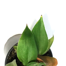 Load image into Gallery viewer, Philodendron, 4in, Lynamii
