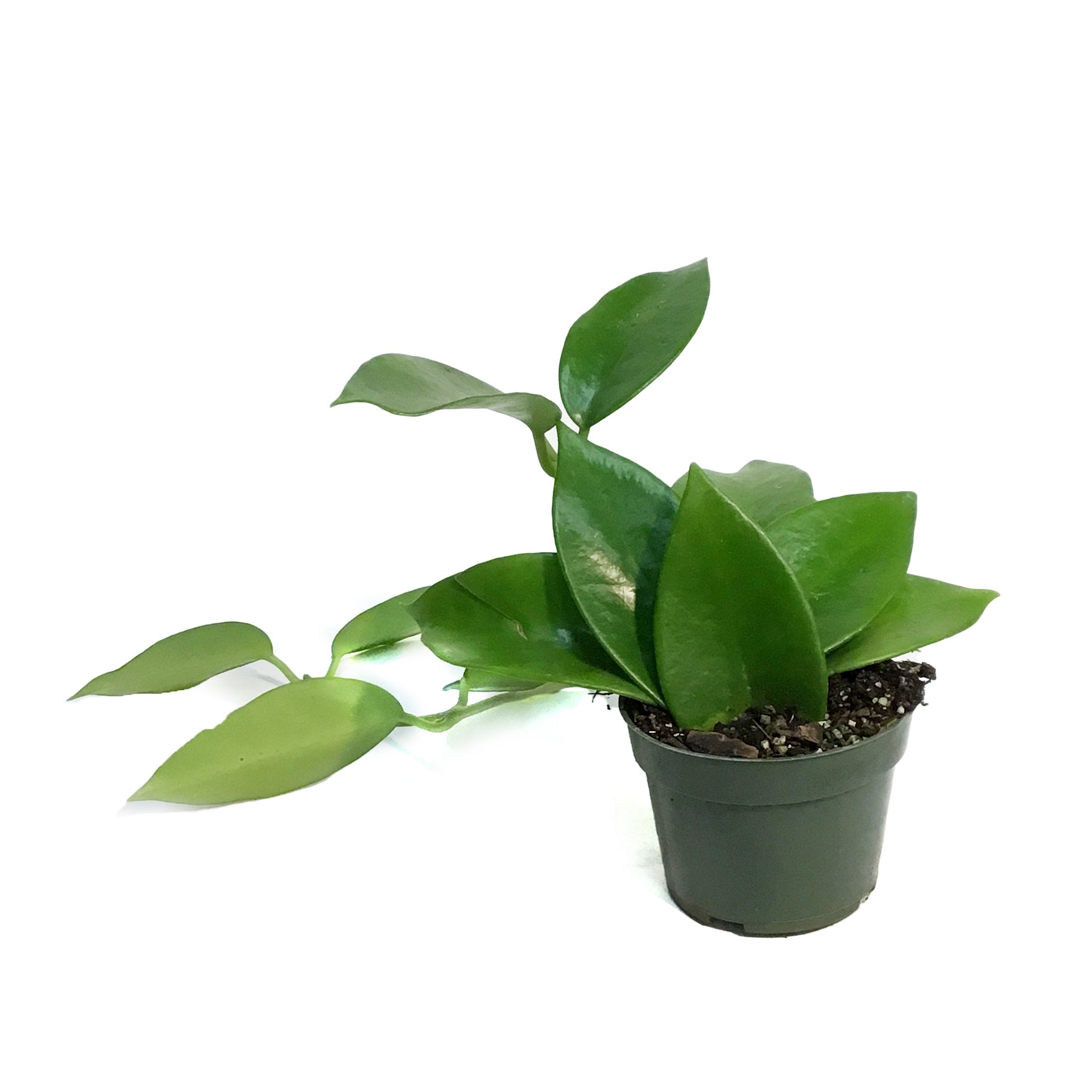 Exotic Plants – Tagged 