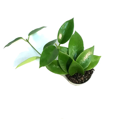 Hoya, 4in Benitotanii