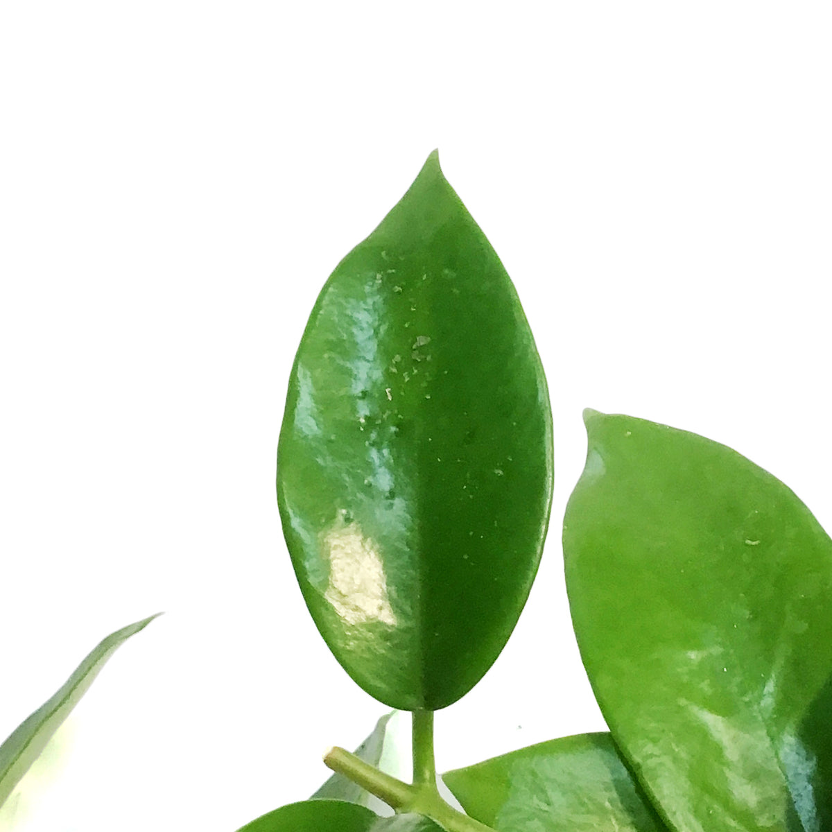 Hoya, 4in Benitotanii