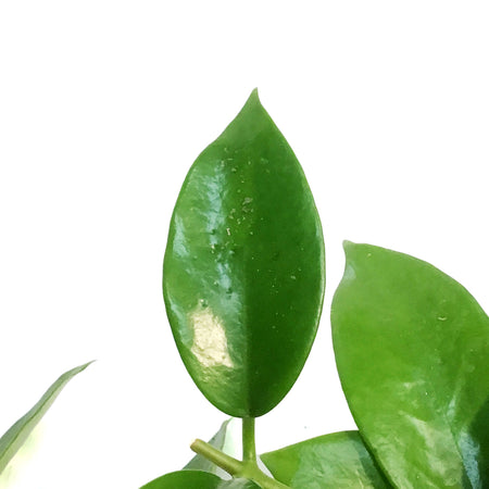 Hoya, 4in Benitotanii