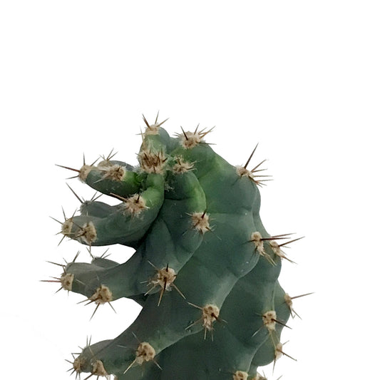Cactus, 3.25in Spiral