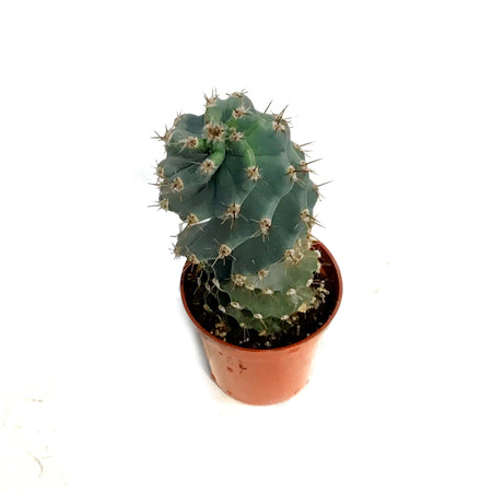 Cactus, 3.25in Spiral