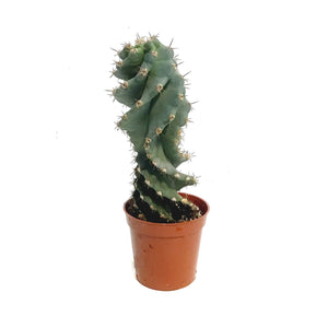 Cactus, 3.25in Spiral