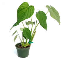 Load image into Gallery viewer, Philodendron, 4in, Peltatum
