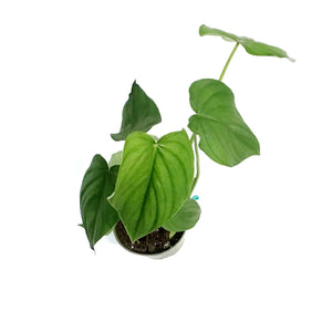 Philodendron, 4in, Peltatum