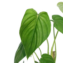 Load image into Gallery viewer, Philodendron, 4in, Peltatum
