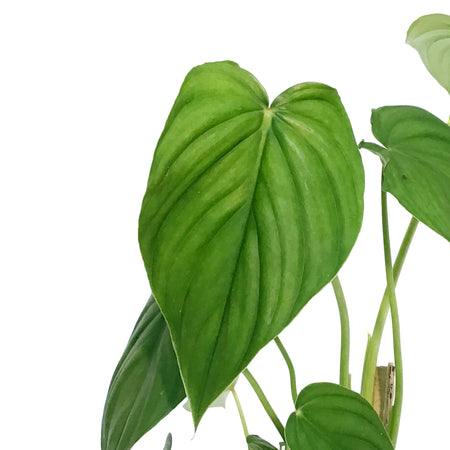Philodendron, 4in, Peltatum