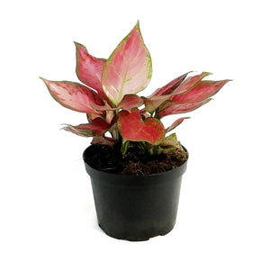 Aglaonema, 6in, Rich Red
