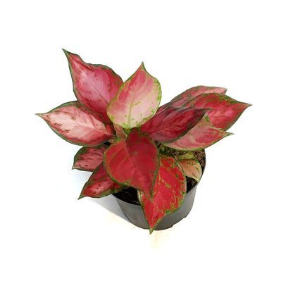Aglaonema, 6in, Rich Red