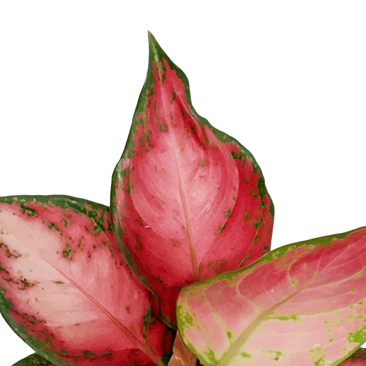 Aglaonema, 6in, Rich Red
