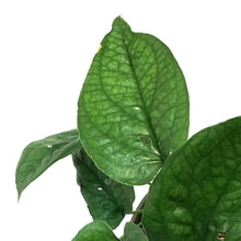 Load image into Gallery viewer, Amydrium, 6in, Spiderman
