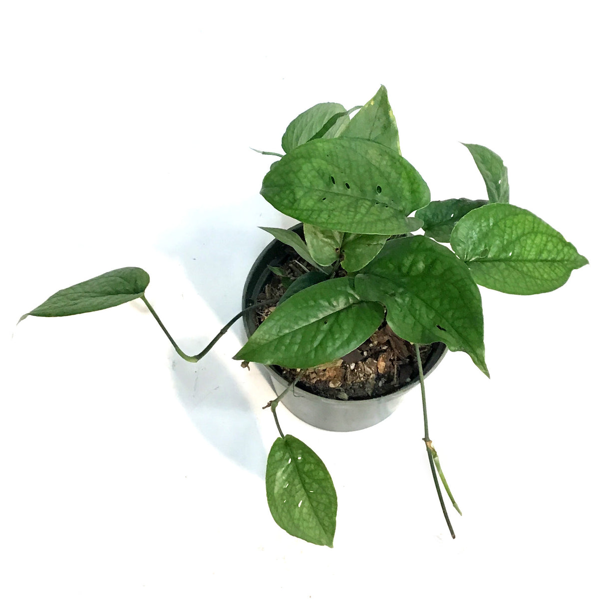 Amydrium, 6in, Spiderman