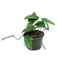 Amydrium, 6in, Spiderman