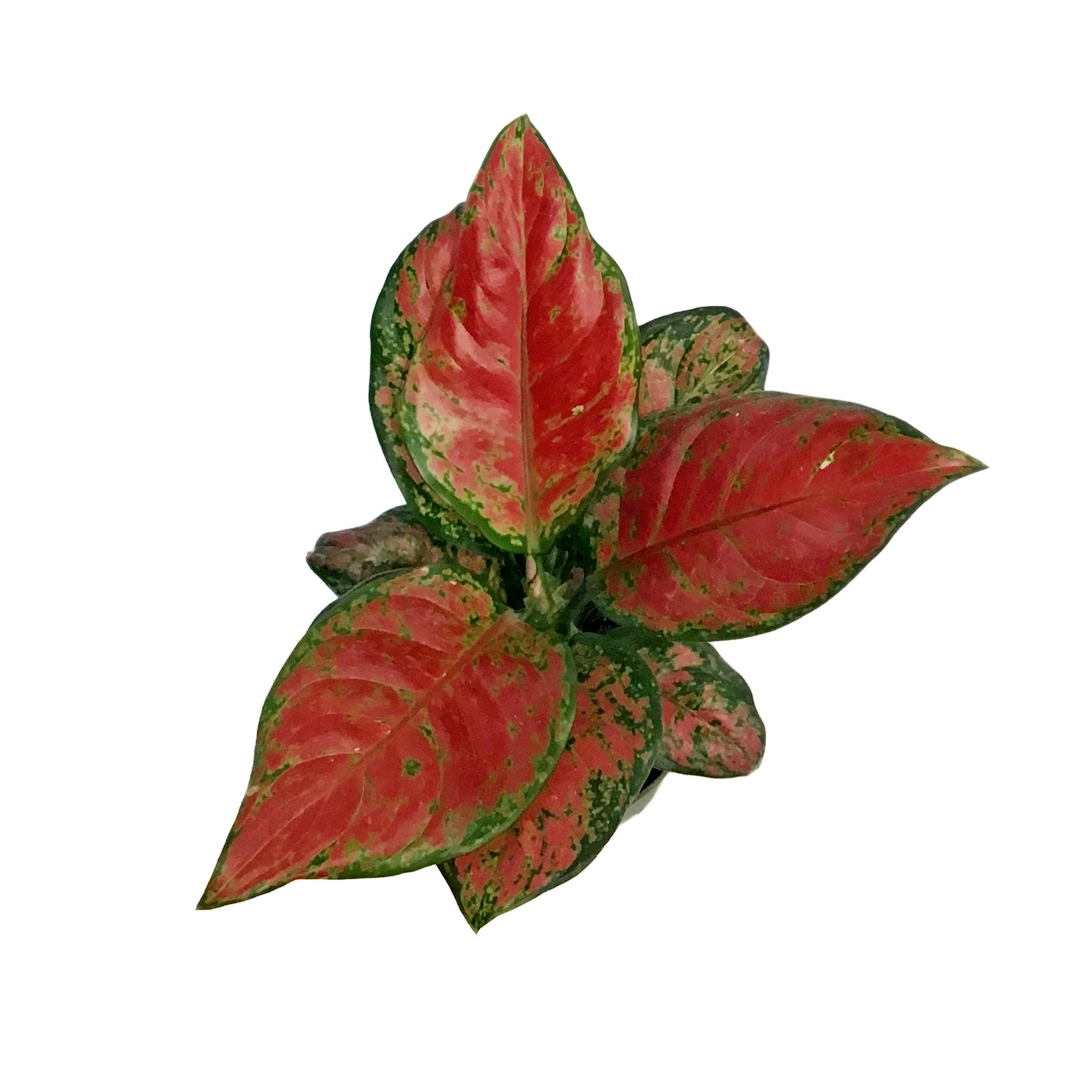 Aglaonema, 4in, Black Maroon – Floral Acres Greenhouse & Garden Centre
