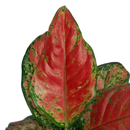 Aglaonema, 4in, Black Maroon
