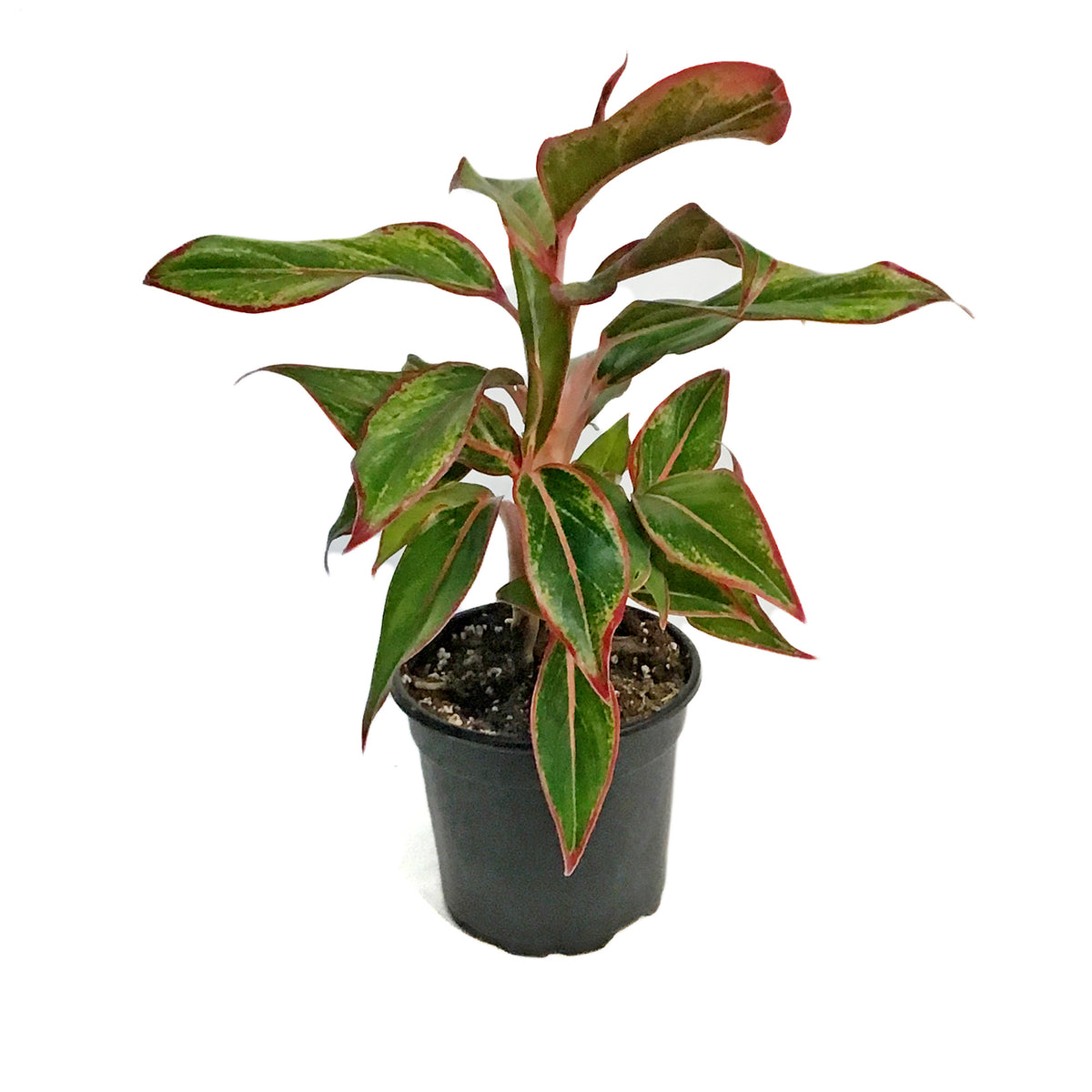 Aglaonema, 4in, Siam  Red