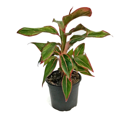 Aglaonema, 4in, Siam  Red