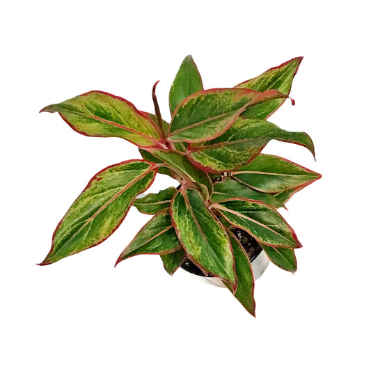 Aglaonema, 4in, Siam  Red