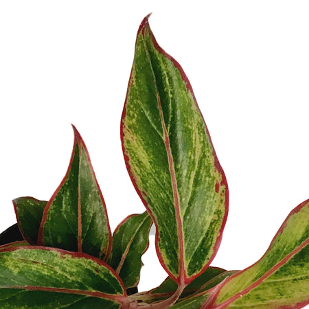 Aglaonema, 4in, Siam  Red