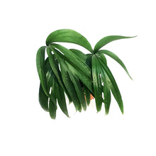 Load image into Gallery viewer, Amydrium, 4in Zipplianum

