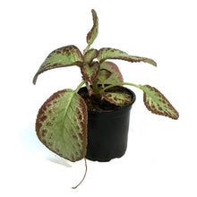 Load image into Gallery viewer, Episcia, 4in, Cupreata Platinum
