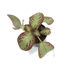 Load image into Gallery viewer, Episcia, 4in, Cupreata Platinum
