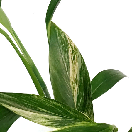 Epipremnum Pinnatum, 4in, Ampliss Var
