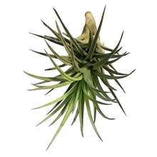Load image into Gallery viewer, Tillandsia Aeranthos Tenuifolia
