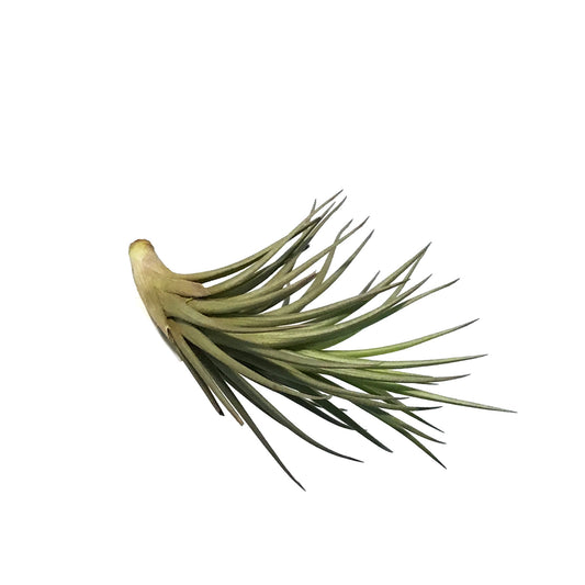 Tillandsia Aeranthos Tenuifolia