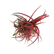 Tillandsia Ionantha Fuego, Cluster