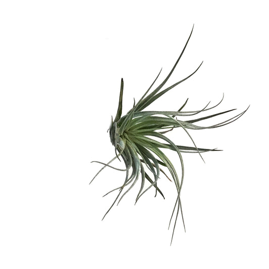 Tillandsia Houston, 5-6"