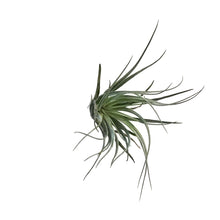 Load image into Gallery viewer, Tillandsia Houston, 5-6&quot;
