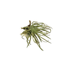 Load image into Gallery viewer, Tillandsia Andreana, small
