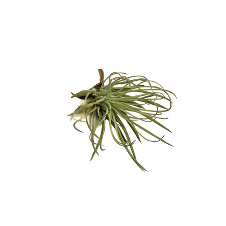 Tillandsia Andreana, small