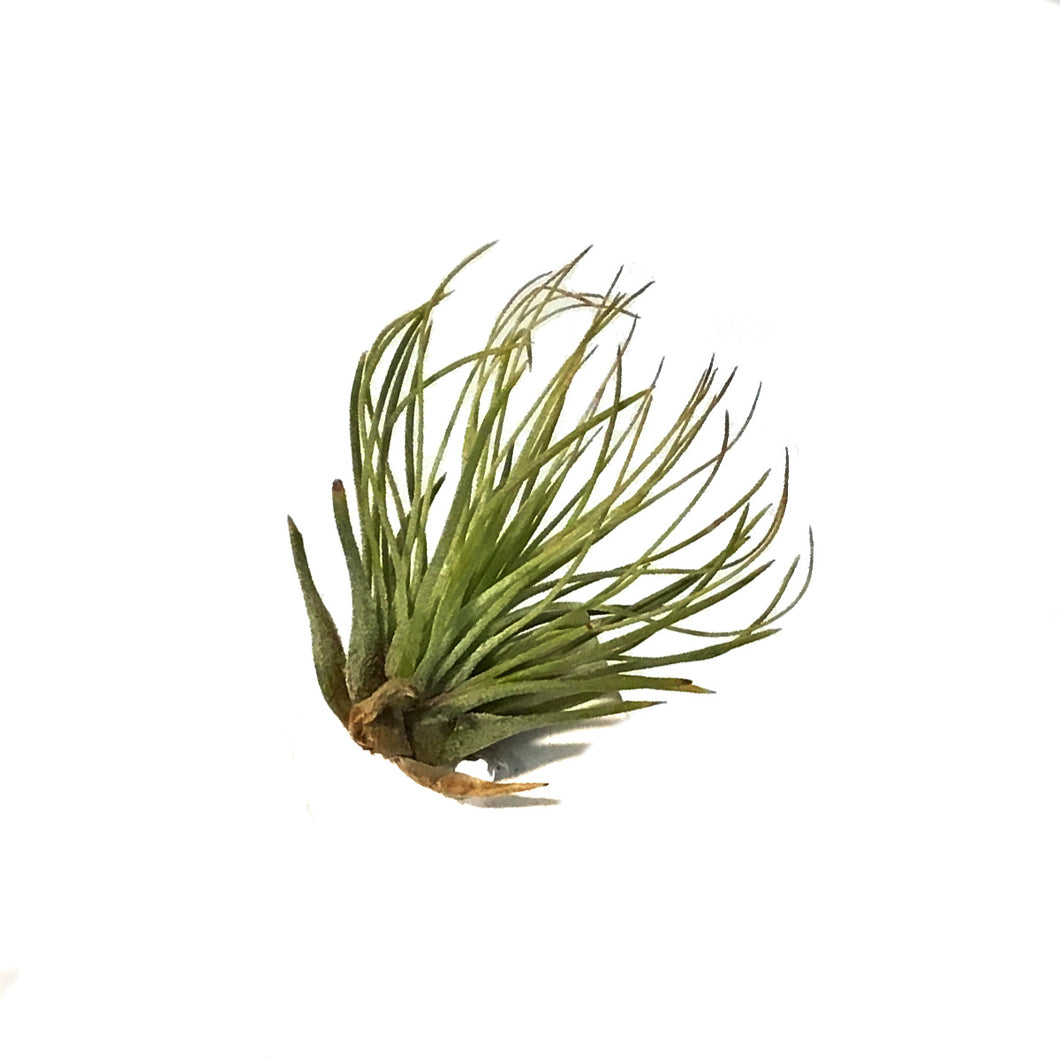 Tillandsia Andreana, small