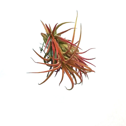 Tillandsia Ionantha Rubra Cluster