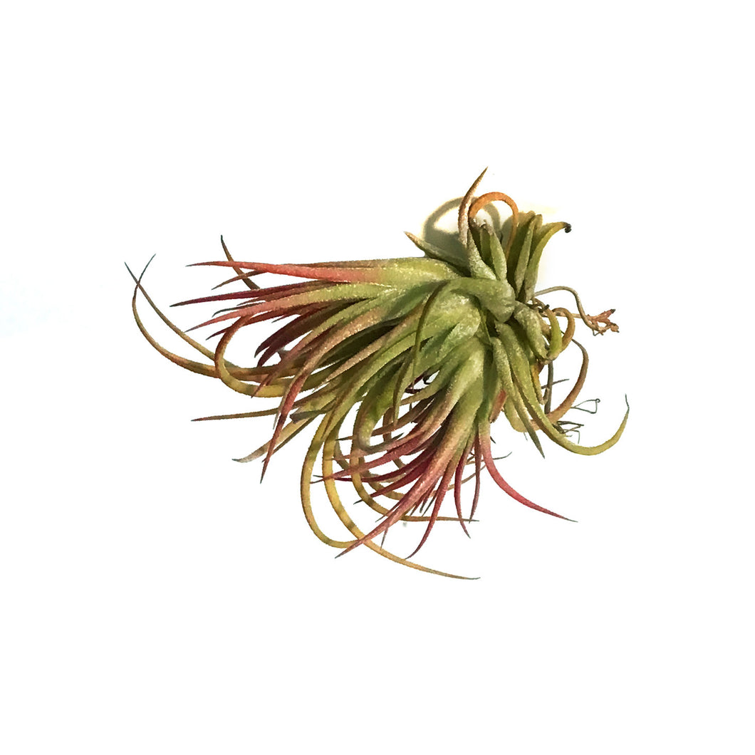 Tillandsia Ionantha Rubra Cluster