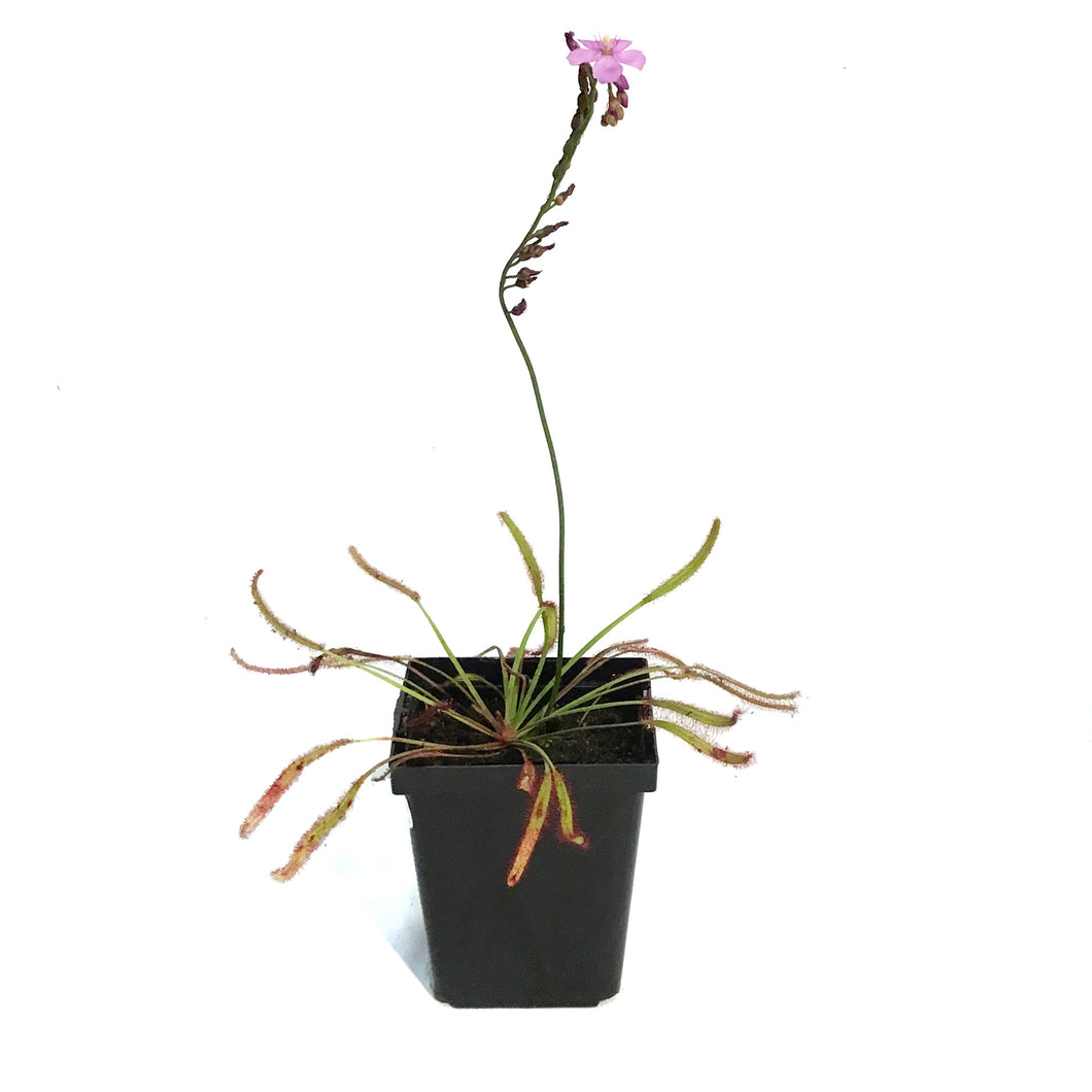Sundew, 3.5in, Cape, Dark Maroon