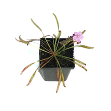 Load image into Gallery viewer, Sundew, 3.5in, Cape, Dark Maroon
