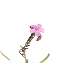 Load image into Gallery viewer, Sundew, 3.5in, Cape, Dark Maroon
