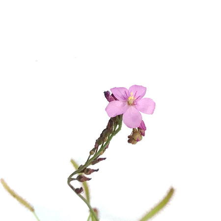 Sundew, 3.5in, Cape, Dark Maroon