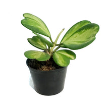 Load image into Gallery viewer, Hoya, 4in, Kerri Reverse
