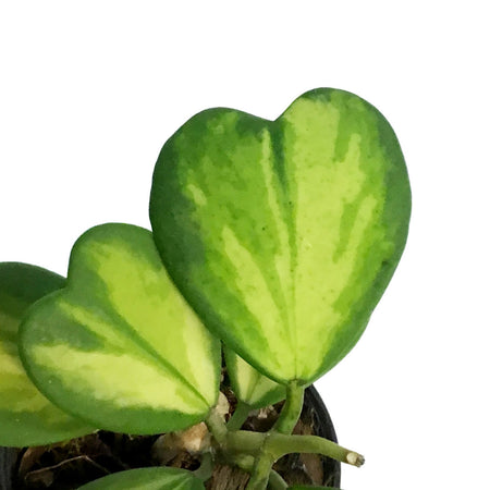 Hoya, 4in, Kerri Reverse