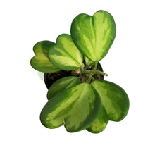 Load image into Gallery viewer, Hoya, 4in, Kerri Reverse

