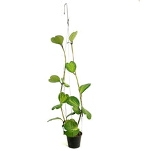 Load image into Gallery viewer, Hoya, 4in Hanging Basket, Kerri Reverse, Jumbo
