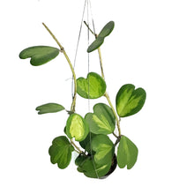 Load image into Gallery viewer, Hoya, 4in Hanging Basket, Kerri Reverse, Jumbo
