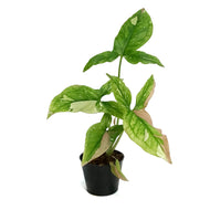 Syngonium, 3in, Red Spot Tricolor